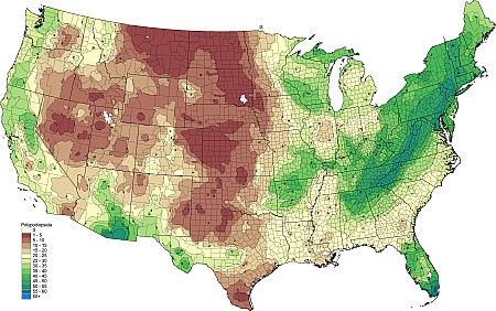 2tax03_Leptoferns.png 2tax03_Leptoferns.png